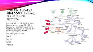 Taxonomy Of Organisms 6 12 C Ppt Download