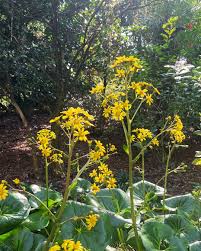 Image result for Aeollanthus homblei