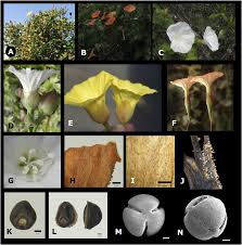 Image result for Xenostegia alatipes