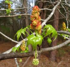 Feb 20, 2019 · a guide to identifying sweetgum (liquidambar styraciflua). American Sweetgum Yale Nature Walk