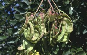 Image result for Tara spinosa