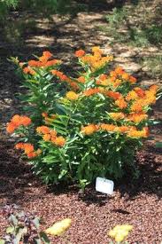 Butterfly Milkweed Perennial Understory Plants Asclepias Tuberosa Gaura Plant