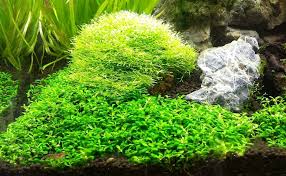 Image result for Elatine