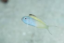 Fish in the genus meiacanthus have small venomous teeth, used to defend against larger fish, which in turn will avoid them in an aquarium. This Timid Little Fish Escapes Predators By Injecting Them With Opioid Laced Venom Eurekalert Science News
