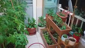 Balkonunuzun güneş alması ve yetiştireceğiniz sebze ve meyvenin balkonda ki. Balkonda Sebze Yetistirmek Youtube