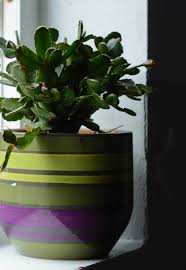 Christmas cactus is a popular tropical houseplant offering bold, colorful blooms. Christmas Cactus Blooming How To Get A Holiday Cactus To Flower