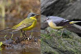 leicht verwechselbar klein und gelb lbv gemeinsam bayerns natur schutzen