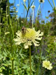 Image result for Cephalaria pungens