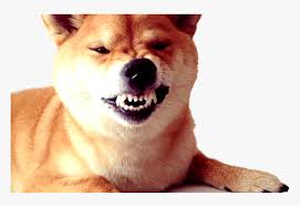 The resolution of png image is 1500x403 and classified to null. Dogecoin Transparent Png Archive Doge Snarl Png Download Kindpng