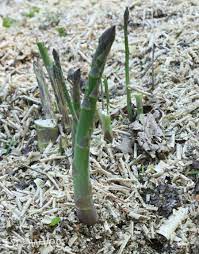 Choose its spot in the garden carefully. How To Plant And Grow Asparagus