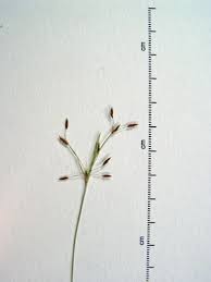 Image result for Fimbristylis aphylla