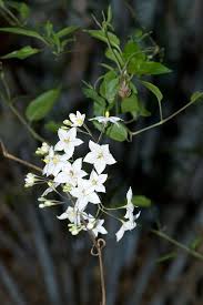 Image result for Solanum laxum