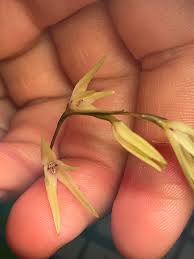 Image result for Euphorbia depauperata