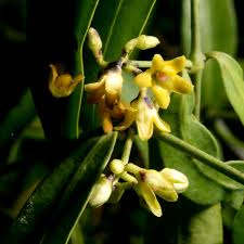 Image result for Secamone punctulata