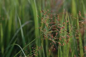 Image result for Fimbristylis miliacea