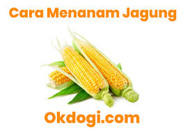 Download lagu jagung rebus mp3 gratis 320kbps (3.29 mb). 5 Kunci Sukses Cara Menanam Jagung Berlimpah Hasil Panen
