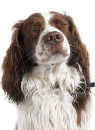 Highlights From The Free Range Photography Shows Creative Review Springer Spaniel Puppies Spaniel Breeds Springer Spaniel