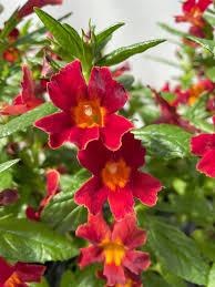 Image result for Mimulus