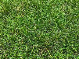 Empire is harder to find at this time and jamur is equal to or greater than empire. Zeon Zoysia Shade Drought Tolerant Zoysia Grass