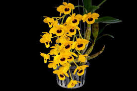 Image result for Rhipidoglossum densiflorum