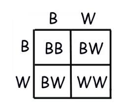 Punnett squares were the result of the work by mendel on pea plants and he realized many different things about how traits pass down. Incomplete Codominance