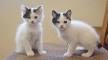 Japanese Bobtail Kittens for Sale & Cats for Adoption ...