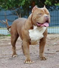 Alle unsere xxl american bullies besitzen abkc papiere und stammen von den besten zuchten der welt ab, wie ddk9 bgk oder manmade kennels. American Bully Xxl Peru Home Facebook