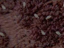 Many people are not familiar with the bird mite until their home or livestock becomes infested, and then they become. Bird Mite Obsession Infested Youtube