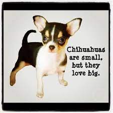 Check out our chihuahua quote selection for the very best in unique or custom, handmade pieces from our prints shops. Quotes About Chihuahua 75 Quotes