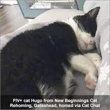 Fiv The Facts Not The Fiction About Feline Immunodeficiency Virus Cat Chat