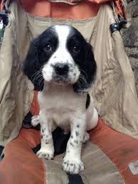 Close Up Winter Sam The Black And White Ticked English Springer Spaniel Puppy Is Sit English Springer Spaniel Puppy Springer Spaniel Springer Spaniel Puppies