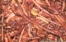 Those 1,000 or so red wigglers will produce a bunch of compost over their life span, which you can then use as indoor or outdoor compost for your plants. How Many Worms Is Enough Red Worm Composting