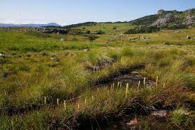 Image result for Satyrium chlorocorys