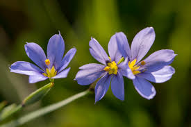 Plants planting flowers flowers purple flowers amazing flowers flowers photography poppies pretty flowers flower garden. From All Directions Texas Wildflowers Blue Eyed Grass