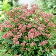 Image result for Chlorophytum perfoliatum