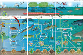 Check spelling or type a new query. The Everglades A Food Web Diagram Jade Hs De