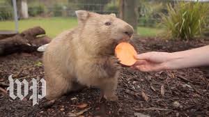 What the finches ate required beaks best suited to eat it. Why Is Wombat Poop Cube Shaped Researchers Reveal Its Mystery Youtube