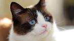 Snowshoe Rescue Cats for Adoption | PetCurious