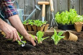 Semer Planter Et Recolter Les Salades Nos Astuces Le Blog Du Jardin