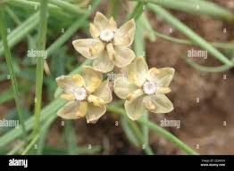 Image result for Asclepias cucullata