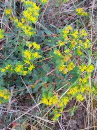 Image result for Euphorbia espinosa