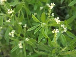 Image result for Euploca