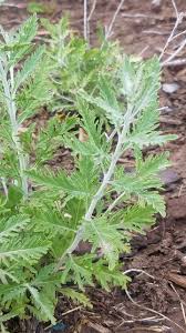 Image result for perovskia atriplicifolia 'little spire'