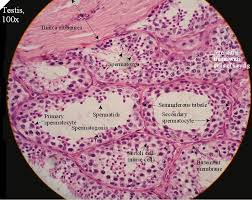 Maybe you would like to learn more about one of these? Histology Of Reproductive Organs David Fankhauser