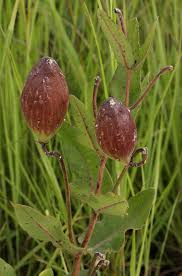 Image result for Pachycarpus