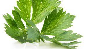 Check spelling or type a new query. 4 Manfaat Daun Seledri Yang Belum Anda Ketahui Info Sehat Klikdokter Com