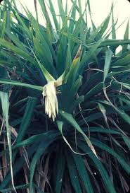 Image result for Pandanus utilis