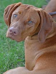 Contact us today to learn more about the availability of our vizsla puppies for sale. Vizsla Breeder Registry Vizsla Breeders Ohio Usa Vizslas Vizsla Puppies Vizsla Breeder Registry Jayney S Creative Works Jcw