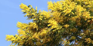 Coronavirus frankrijk en reisadvies frankrijk. Mimosaroute La Route Du Mimosa Aan De Cote D Azur Villasud