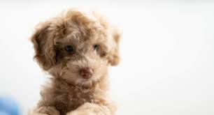 Check spelling or type a new query. Types Of Goldendoodle Guide F1 F1b F2 With Photos Oodle Life